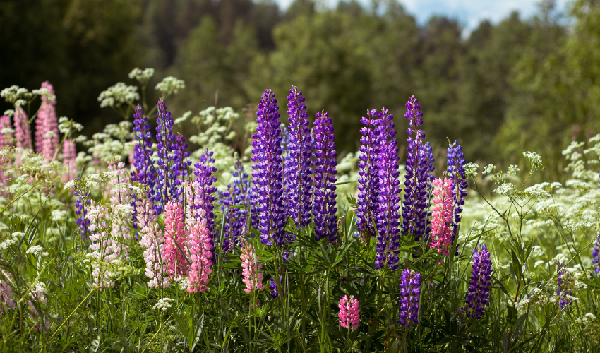 Auch Lupinen können die Gesundheit von Allergikern beeinflussen
