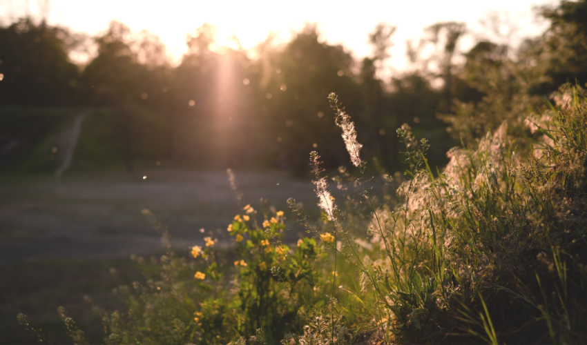 Das Allergieproblem verschwindet nicht mit dem Sommerende