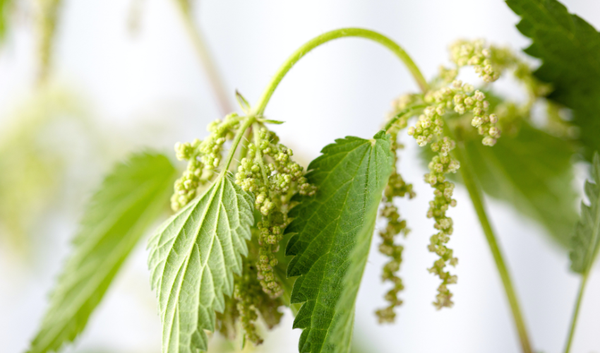Auch Brennnesselpollen sind ein herbstliches Allergen