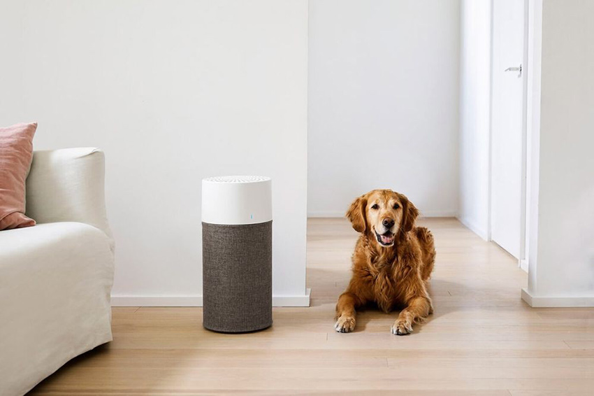 Luftreiniger gegen Tierhaarallergie im Haushalt mit Hund oder Katze