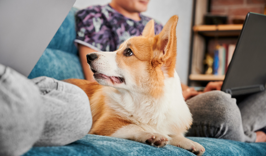 Luftbefeuchter und Haustiere – wie beeinflusst die relative Luftfeuchtigkeit unsere Haustiere?