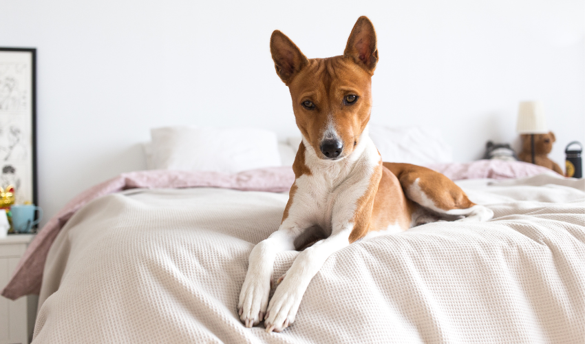 Dampfbefeuchter sind keine gute Wahl für Haustierbesitzer