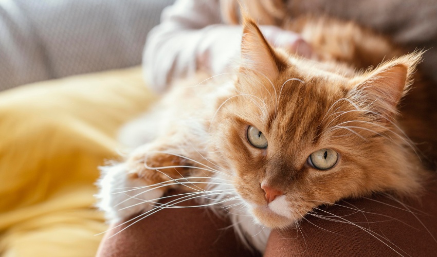 Ultraschall-Luftbefeuchter erzeugen Geräusche, die für Haustiere hörbar sind