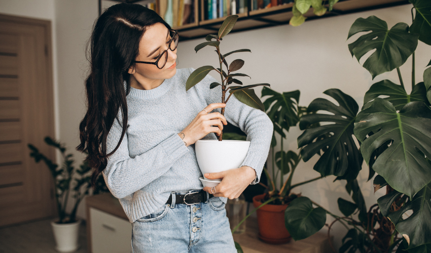 Pflanzen sind ein natürlicher Schutz vor zu trockener Luft