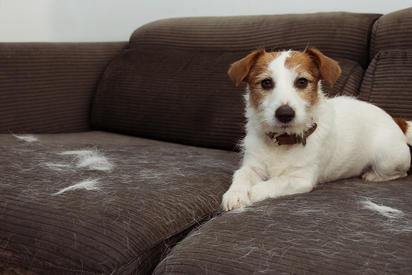 Tierhaare von Hund und Katze im Haushalt auf Sofa und Boden