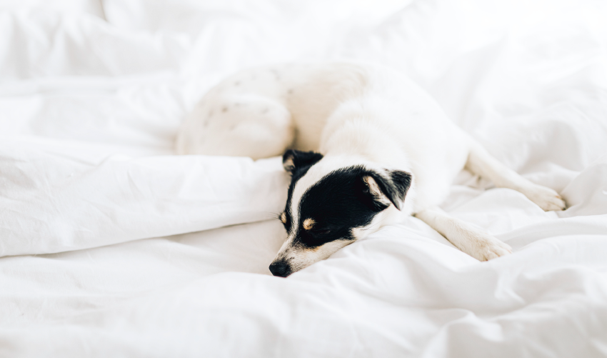 Diesen Luftreiniger sollten Sie nicht für Ihr Zuhause kaufen