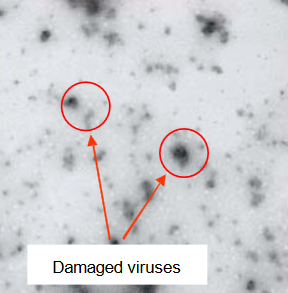 Deaktivierte Coronaviren