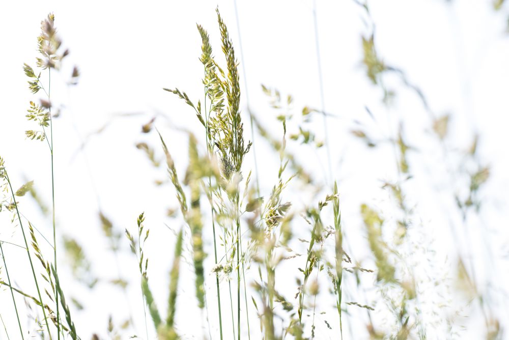 Allergene Pflanzenpollen