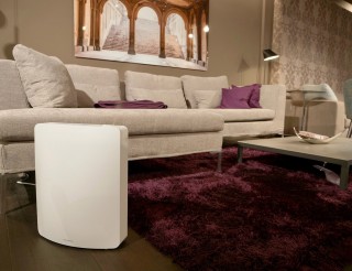 Stylies Leonis - Luftbefeuchter-Arrangement