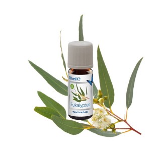Venta - Set aus BIO-Duftölen Taoasis - Eukalyptus